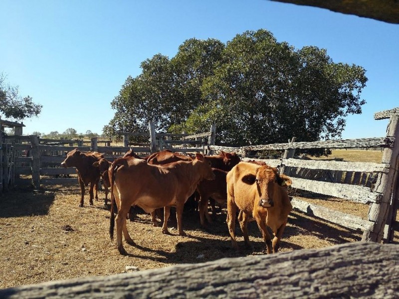 325 CHRISTENSENS ROAD, Gooroolba QLD 4625