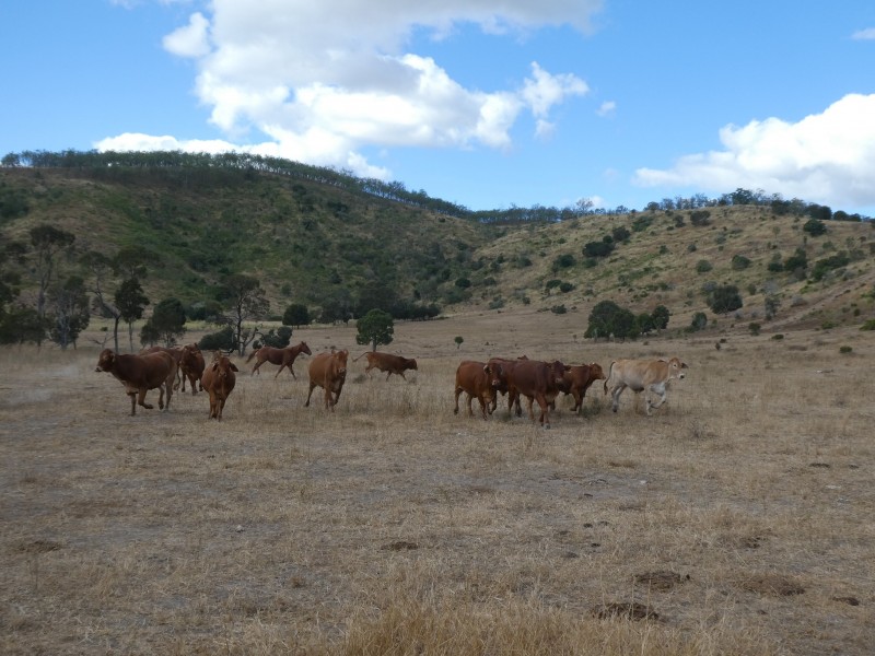 Coalstoun Lakes QLD 4621