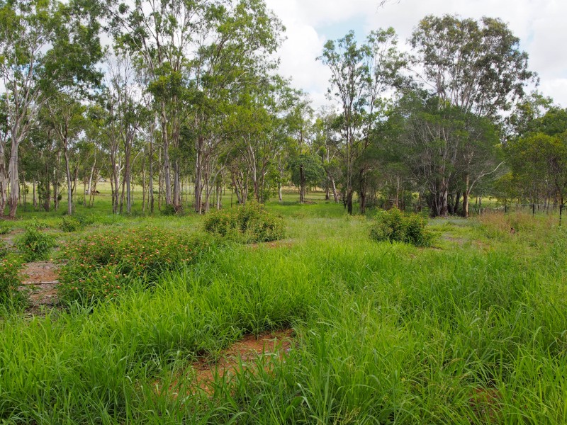 9 GREEN VALLEY COURT, North Isis QLD 4660