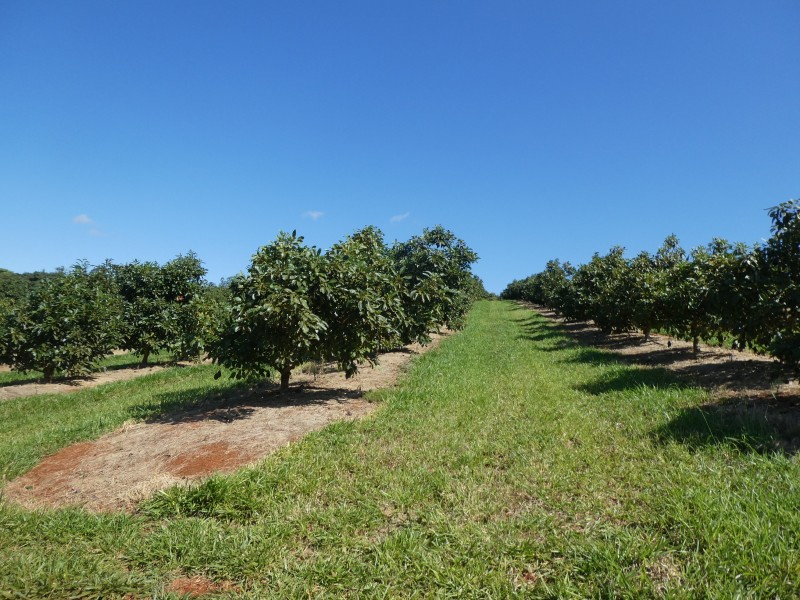 40 AVOCADO DRIVE, South Isis QLD 4660