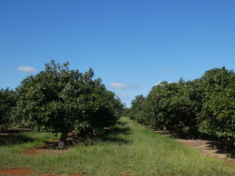 40 AVOCADO DRIVE, South Isis QLD 4660