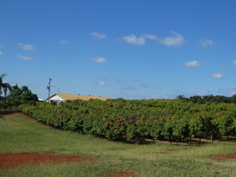 40 AVOCADO DRIVE, South Isis QLD 4660