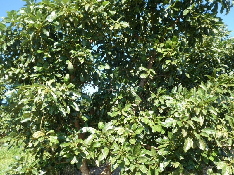 40 AVOCADO DRIVE, South Isis QLD 4660