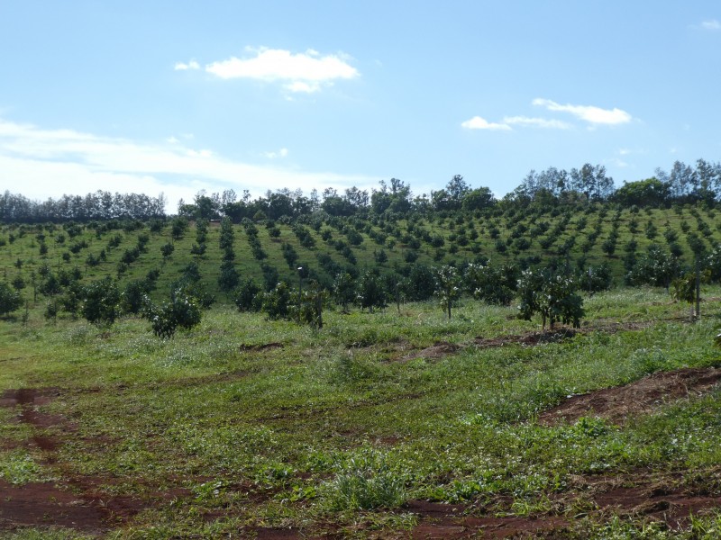 40 AVOCADO DRIVE, South Isis QLD 4660