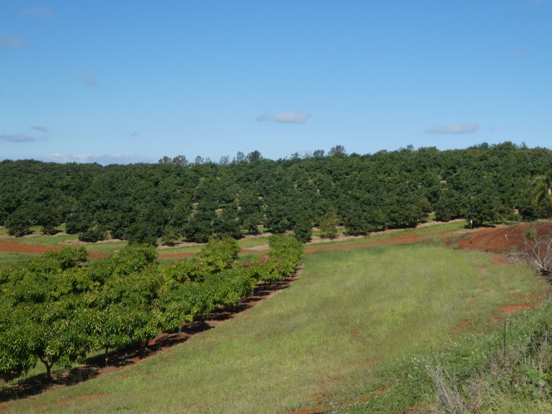 40 AVOCADO DRIVE, South Isis QLD 4660