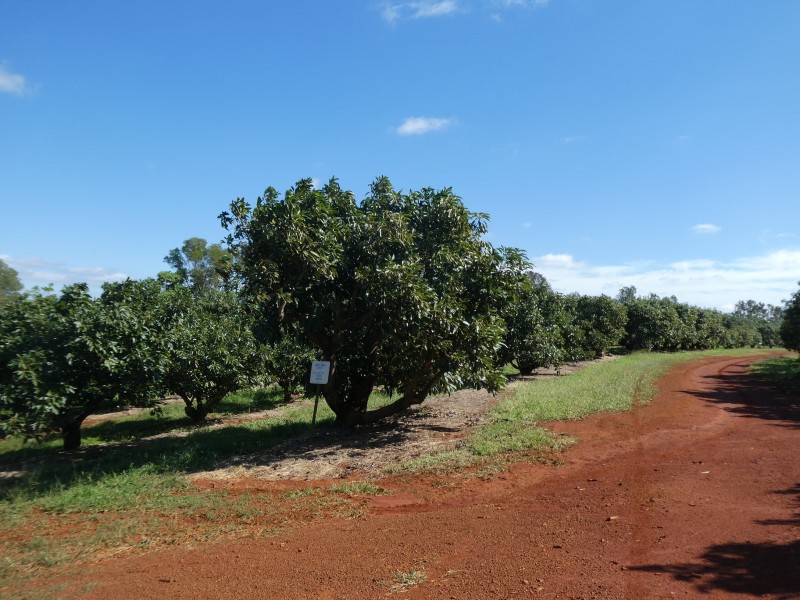 40 AVOCADO DRIVE, South Isis QLD 4660