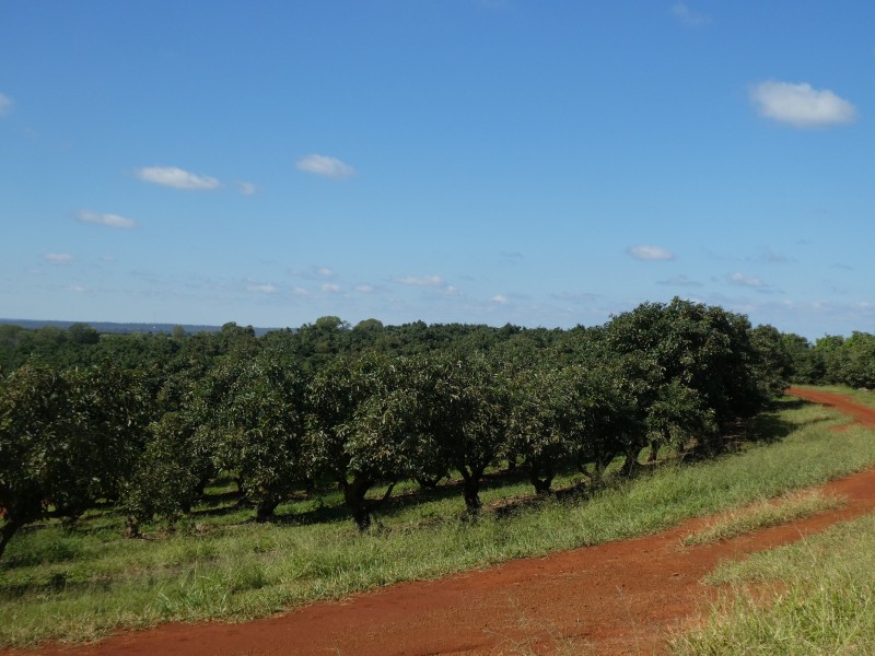 40 AVOCADO DRIVE, South Isis QLD 4660