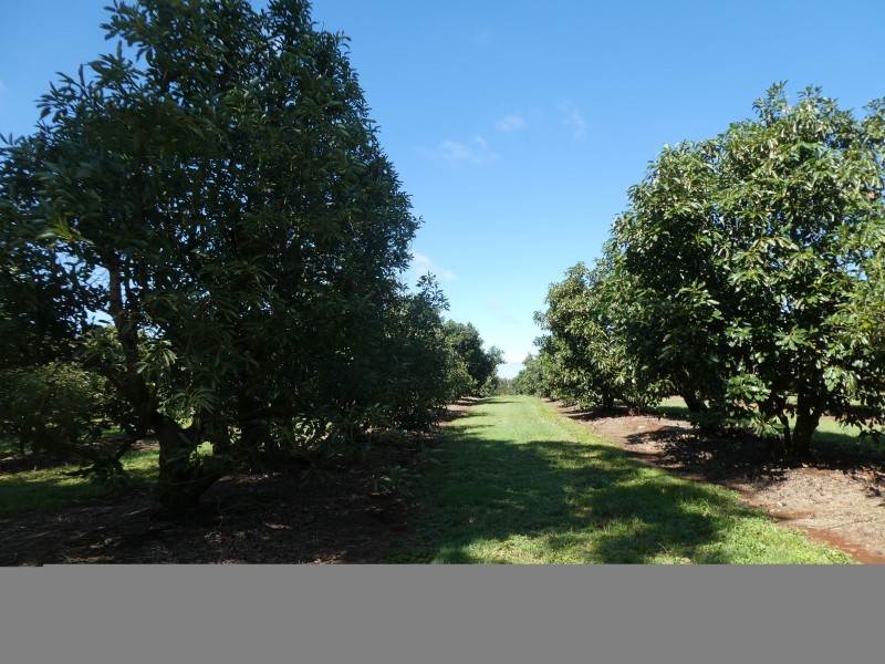 236 BUTCHERS ROAD, South Isis QLD 4660