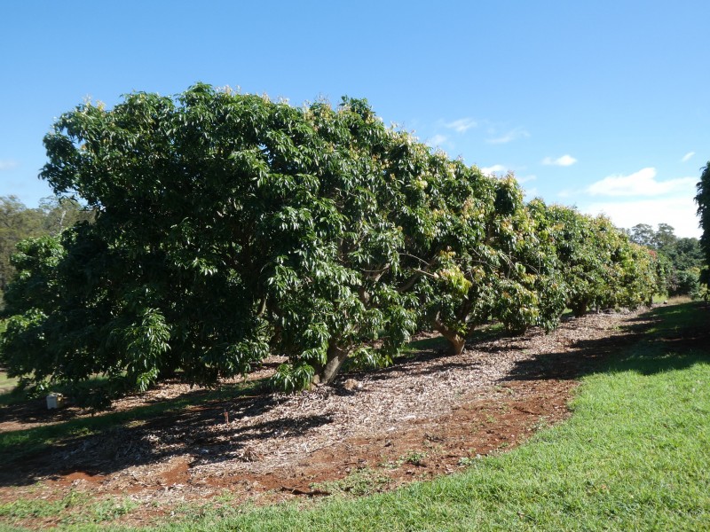 236 BUTCHERS ROAD, South Isis QLD 4660