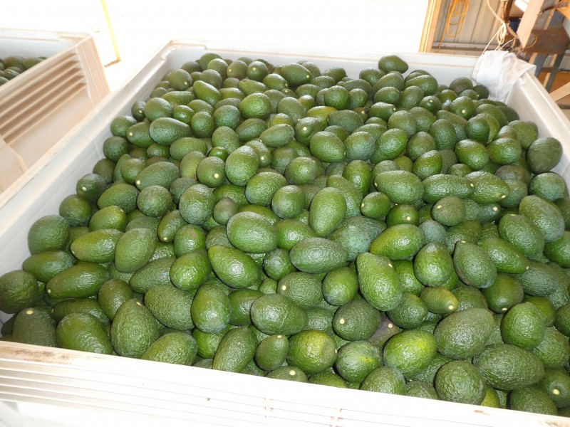 236 BUTCHERS ROAD, South Isis QLD 4660