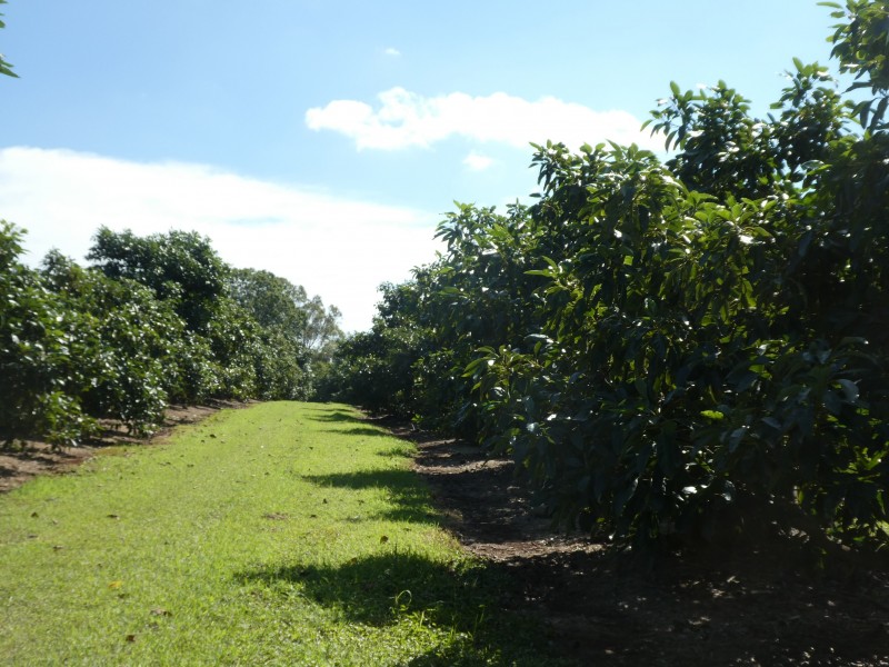 236 BUTCHERS ROAD, South Isis QLD 4660