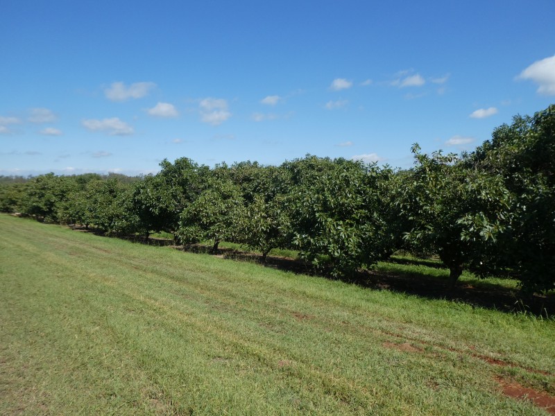 236 BUTCHERS ROAD, South Isis QLD 4660