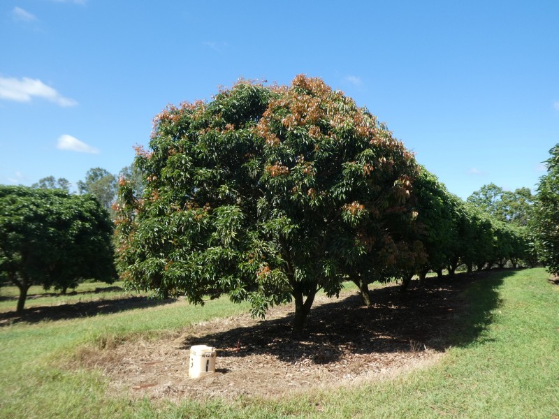 236 BUTCHERS ROAD, South Isis QLD 4660