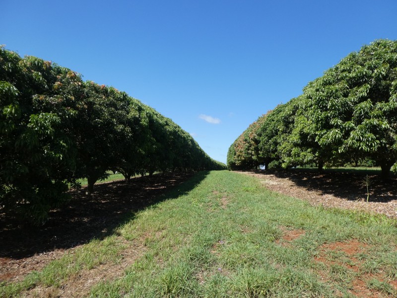 236 BUTCHERS ROAD, South Isis QLD 4660