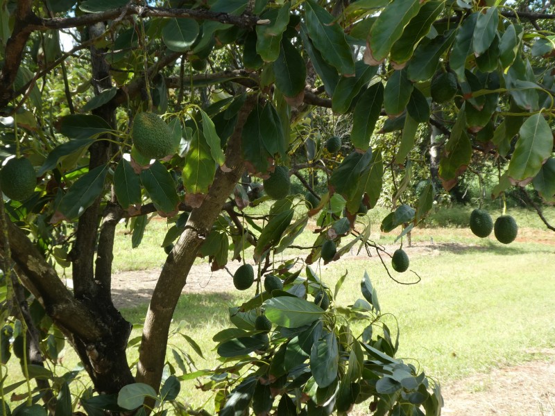 202 CHURCHILL STREET, Childers QLD 4660