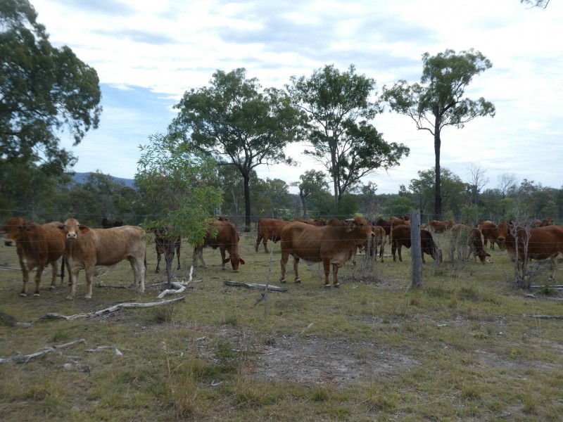 Golden Fleece QLD 4621