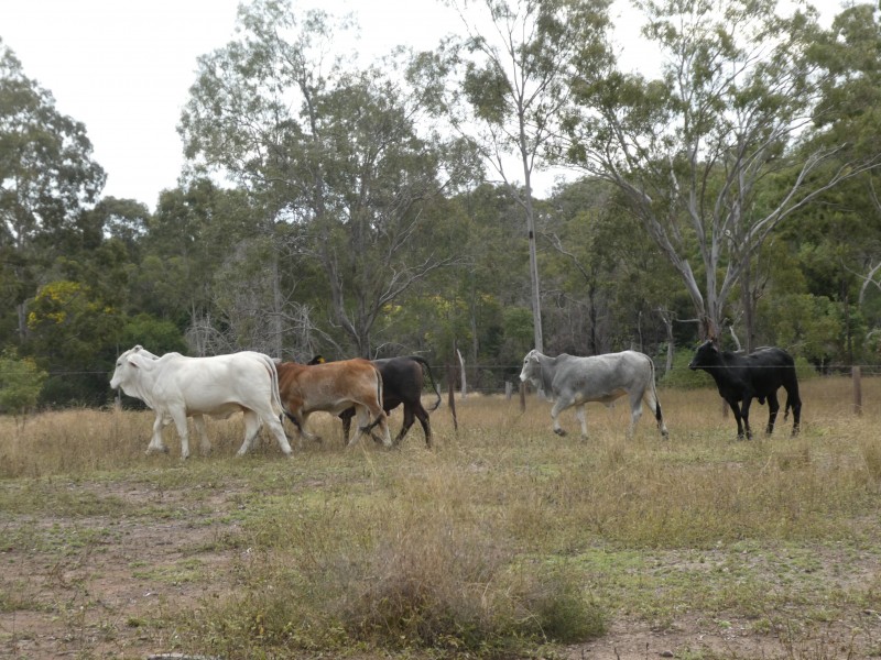 Campbell Creek QLD 4625