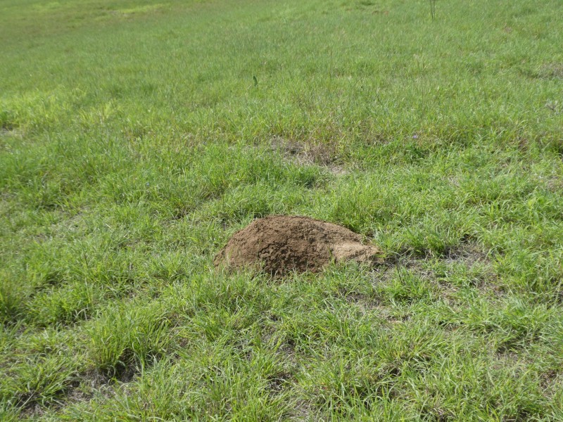 8690 ISIS HIGHWAY, Dallarnil QLD 4621