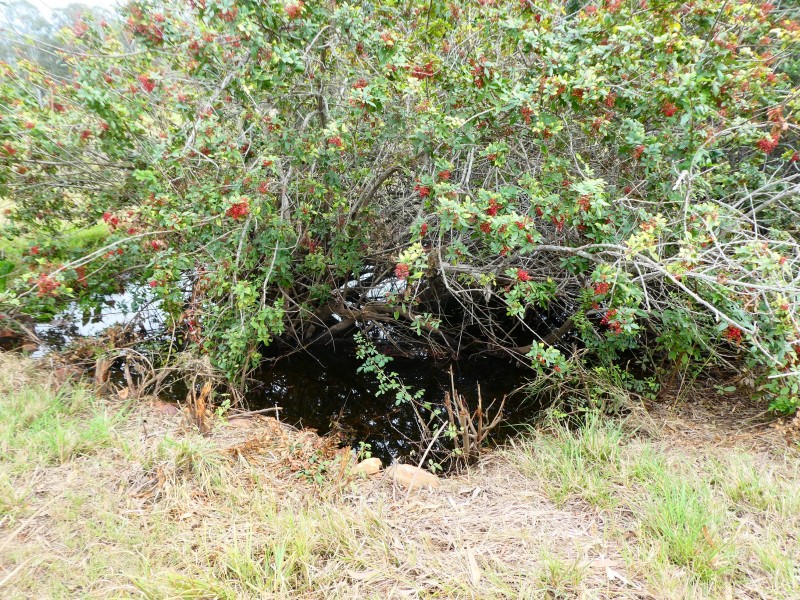 73 WHITEBRIDGE ROAD, North Isis QLD 4660