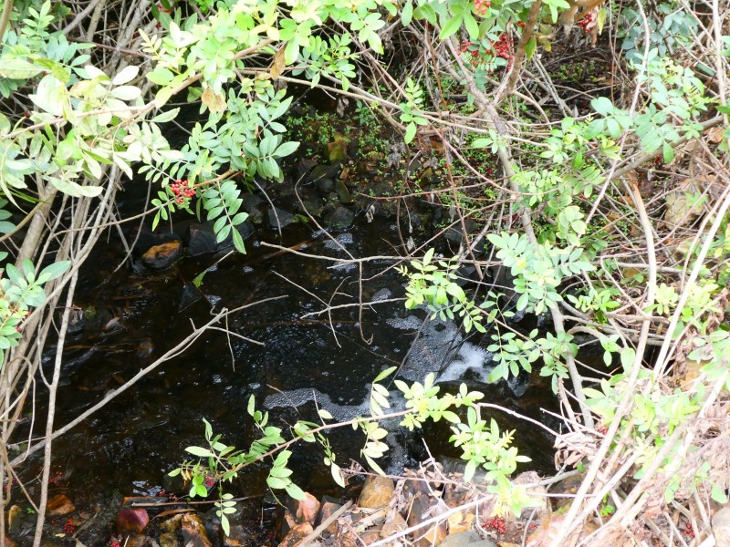 73 WHITEBRIDGE ROAD, North Isis QLD 4660