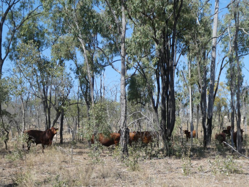 2248 HAWKWOOD ROAD, Dykehead QLD 4626