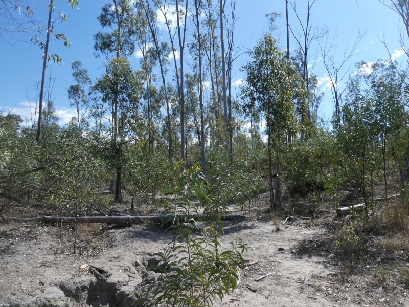 2248 HAWKWOOD ROAD, Dykehead QLD 4626