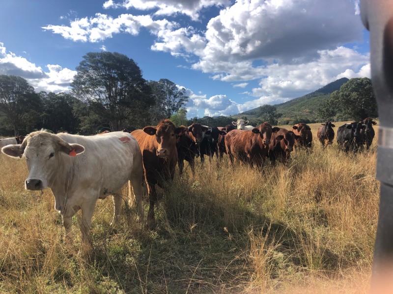 173 RED HILL ROAD, Woowoonga QLD 4621