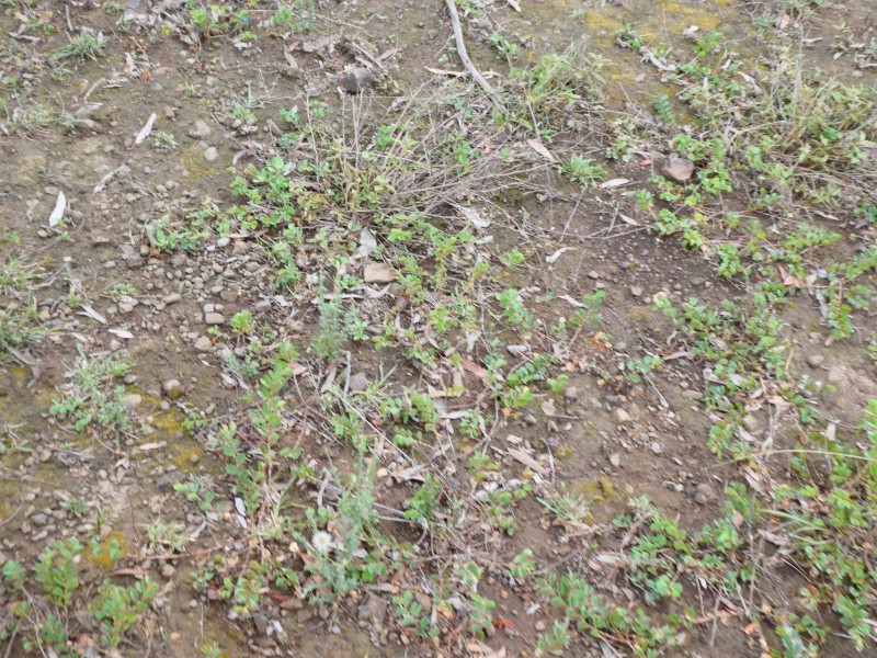 Booyal QLD 4671