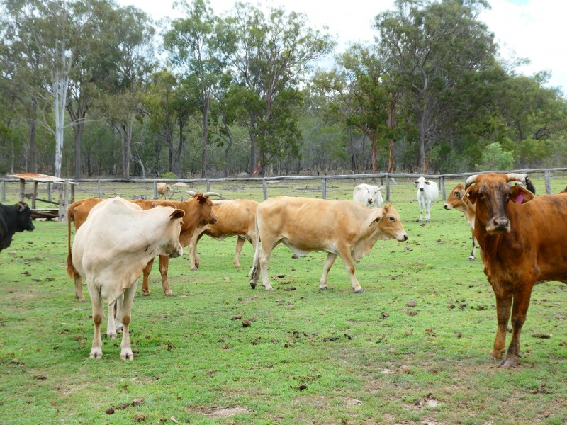 Golden Fleece QLD 4621