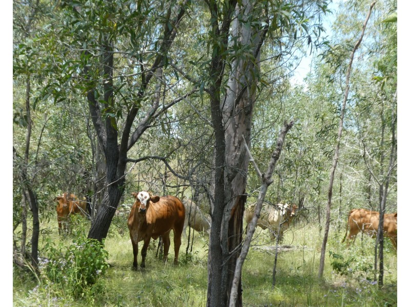 Teebar QLD 4620