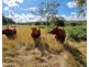 Teebar QLD 4620