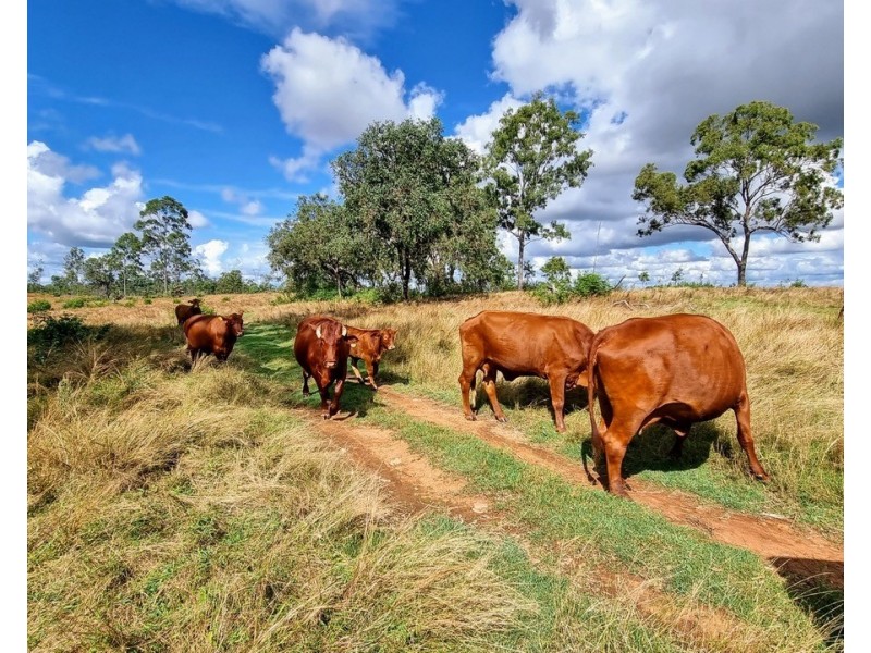Teebar QLD 4620
