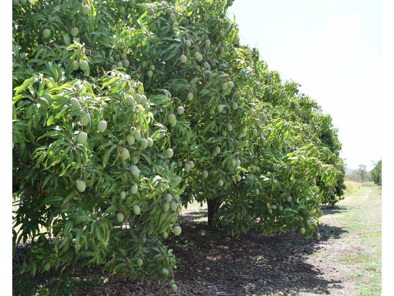 16191 BURNETT HIGHWAY, Gayndah QLD 4625