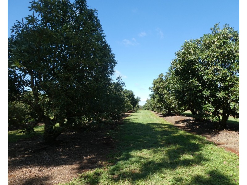 40 AVOCADO DRIVE & 236 BUTCHERS ROAD, South Isis QLD 4660