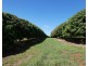 40 AVOCADO DRIVE & 236 BUTCHERS ROAD, South Isis QLD 4660