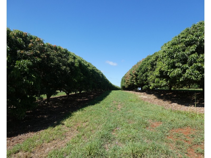 40 AVOCADO DRIVE & 236 BUTCHERS ROAD, South Isis QLD 4660