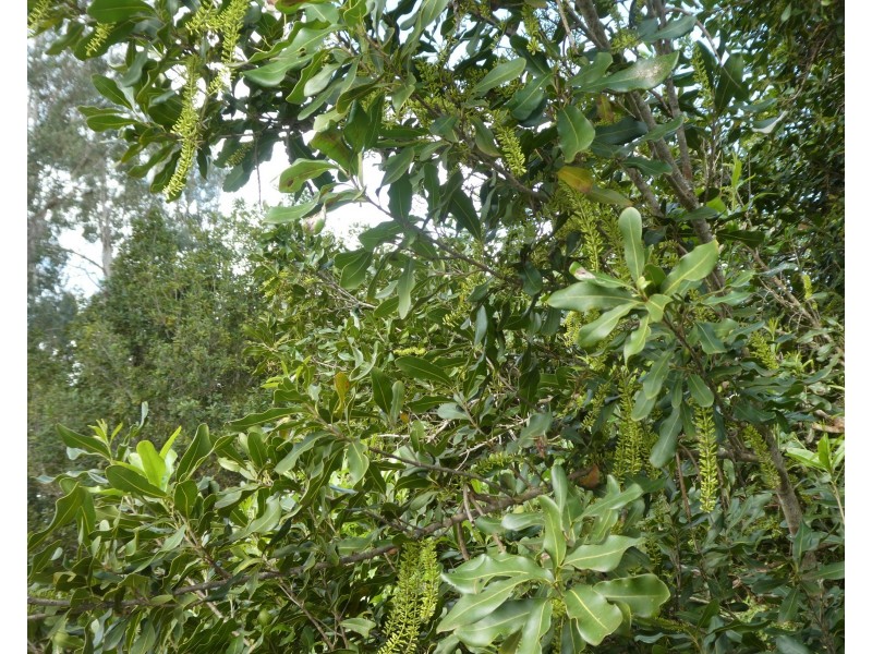Doolbi QLD 4660
