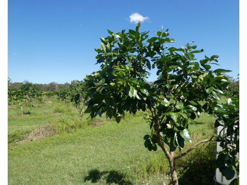 Isis River QLD 4660