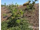 1 Kevin Court, Mareeba QLD 4880