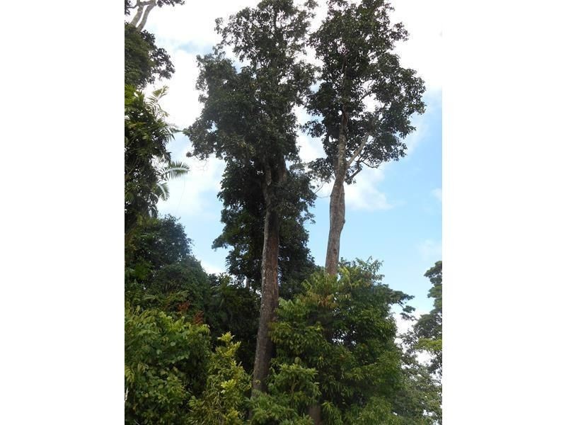 6/Lot 6 Lindsay Road, Carmoo QLD 4852