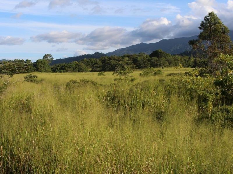 43,45, 46, 80/115 Reichardt Road, No 4 Branch QLD 4856