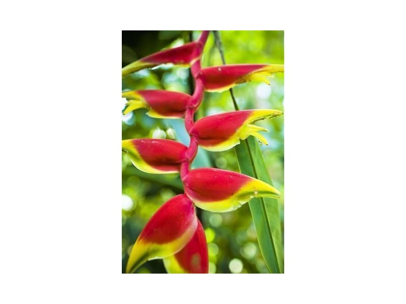 L19/23 Unsworth Drive, Mission Beach QLD 4852