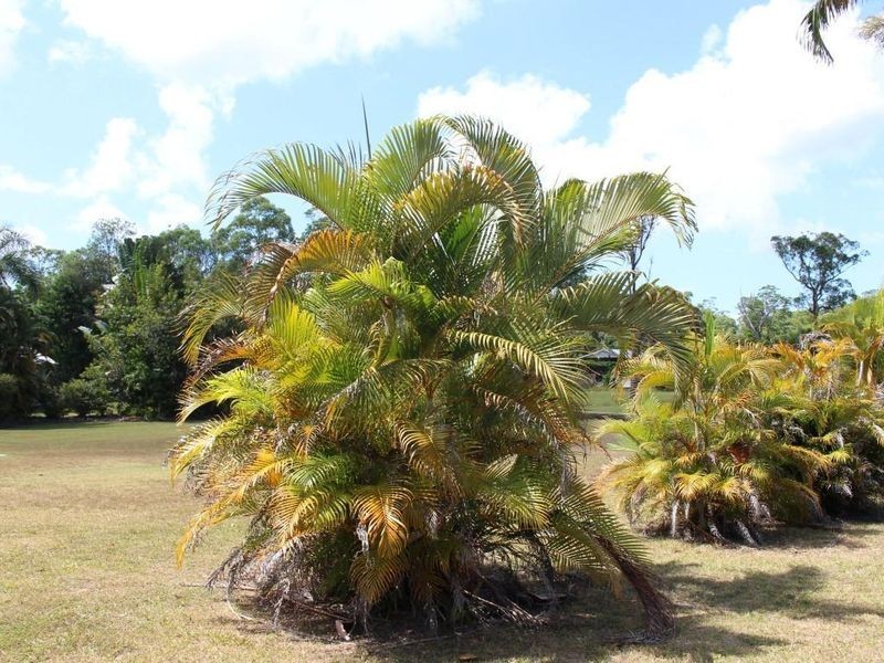 819 East Feluga Road, East Feluga QLD 4854