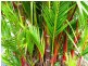 284 Warrakin Road, Japoonvale QLD 4856