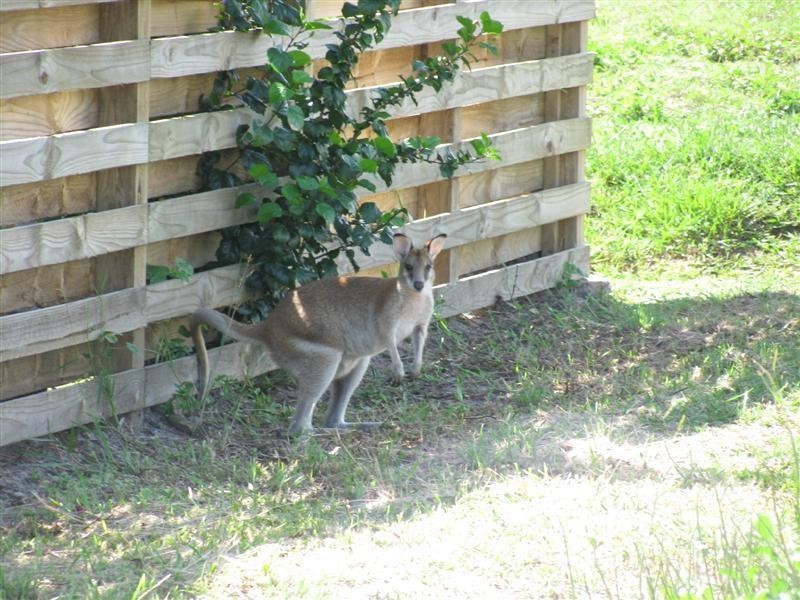 31/11 Clipper Court, South Mission Beach QLD 4852