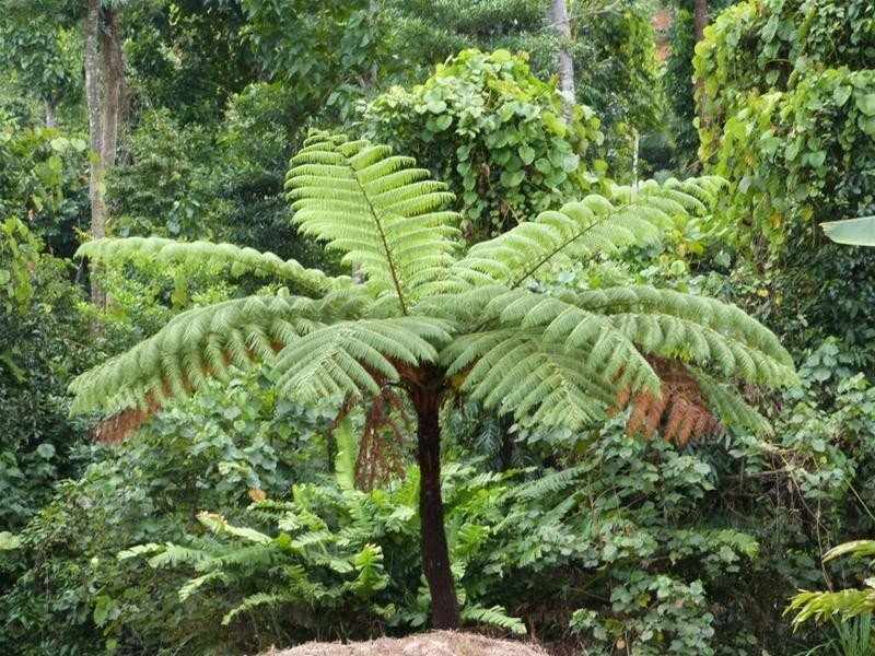 5/5 Bingil Bay Road, Bingil Bay QLD 4852