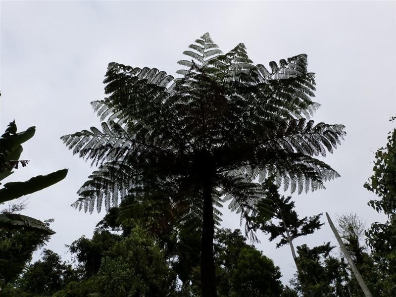 5/5 Bingil Bay Road, Bingil Bay QLD 4852