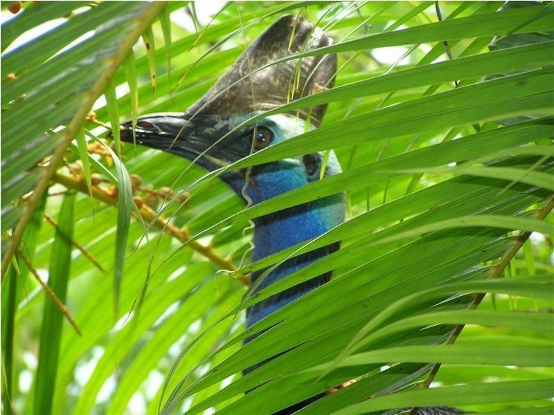 10-11 Shore Street, Wongaling Beach QLD 4852