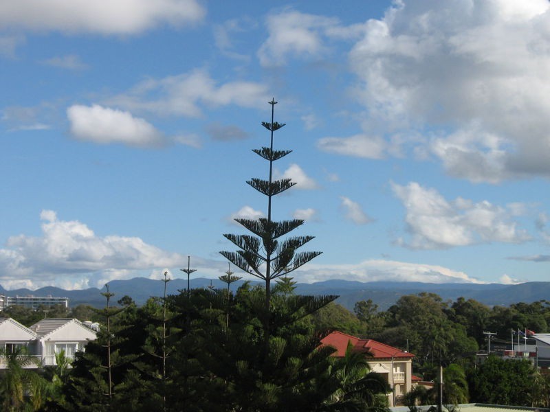 514/9 Beach Parade, Surfers Paradise QLD 4217