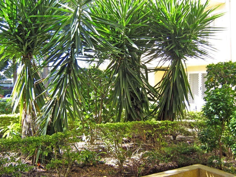 31/36 Australia Avenue, Broadbeach QLD 4218